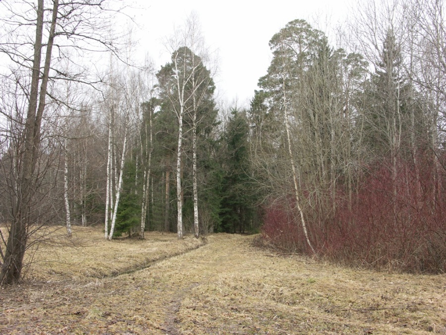 Парк "Сергиевка", image of landscape/habitat.