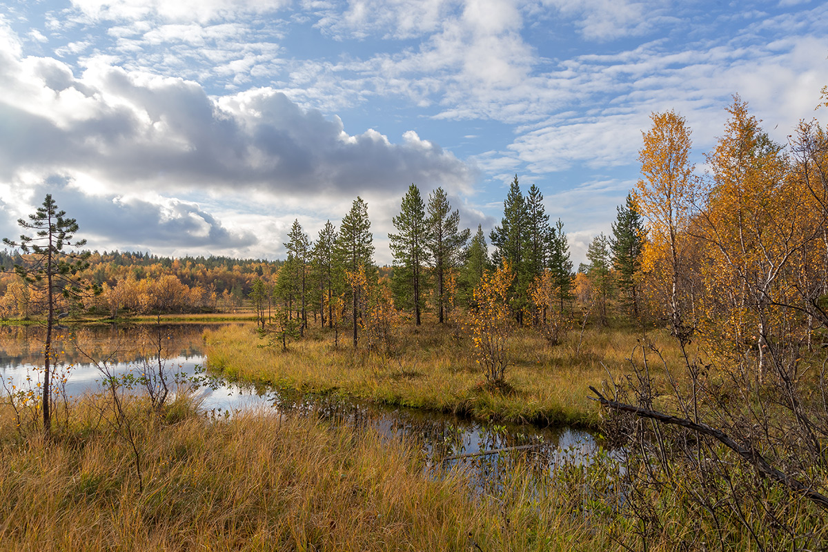 Беличий хвост, image of landscape/habitat.