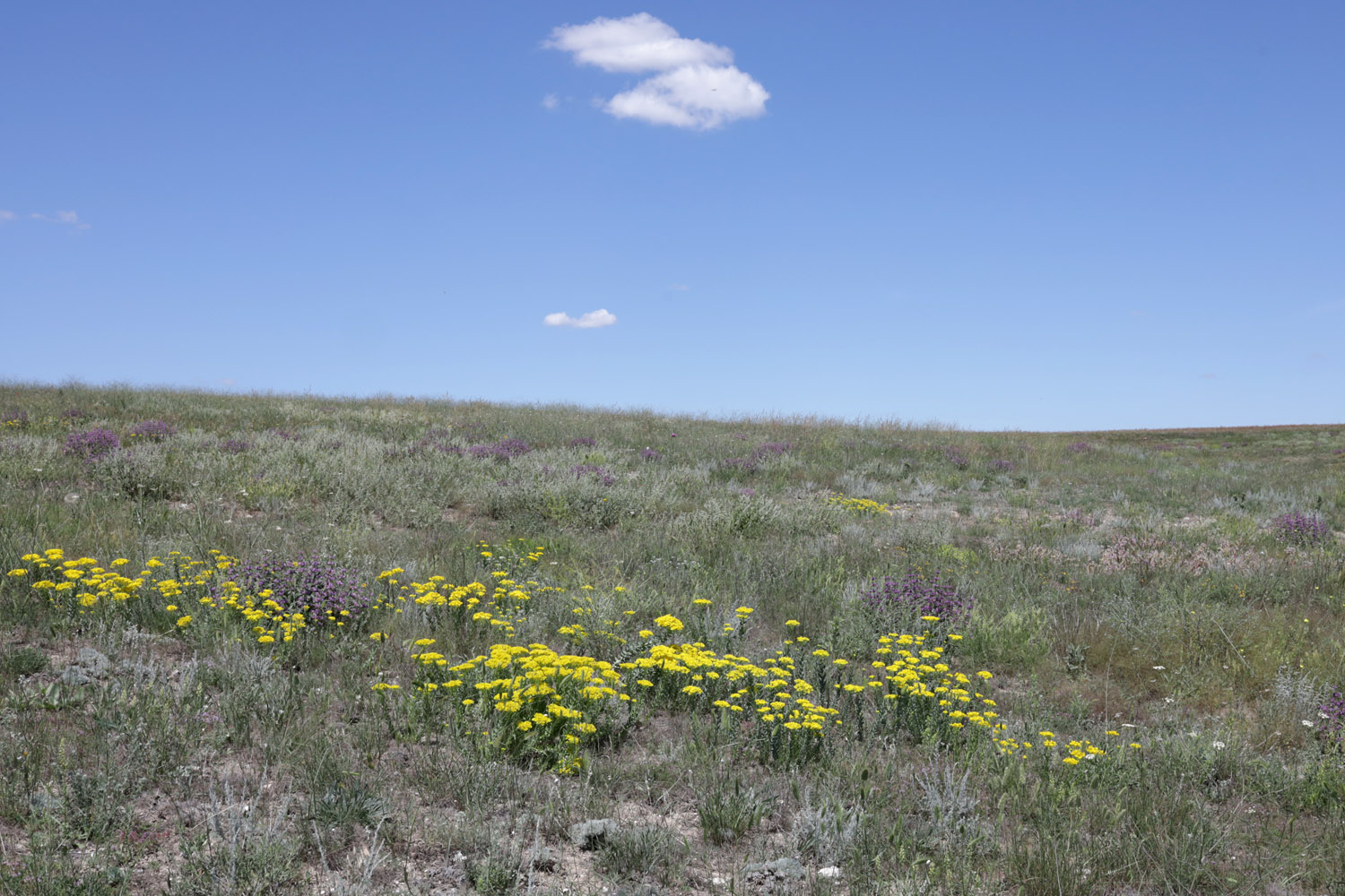 Донузлав (верховья), image of landscape/habitat.