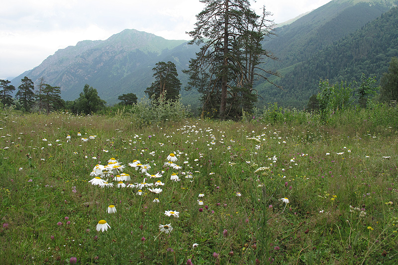 Кызыл-Ауш, image of landscape/habitat.