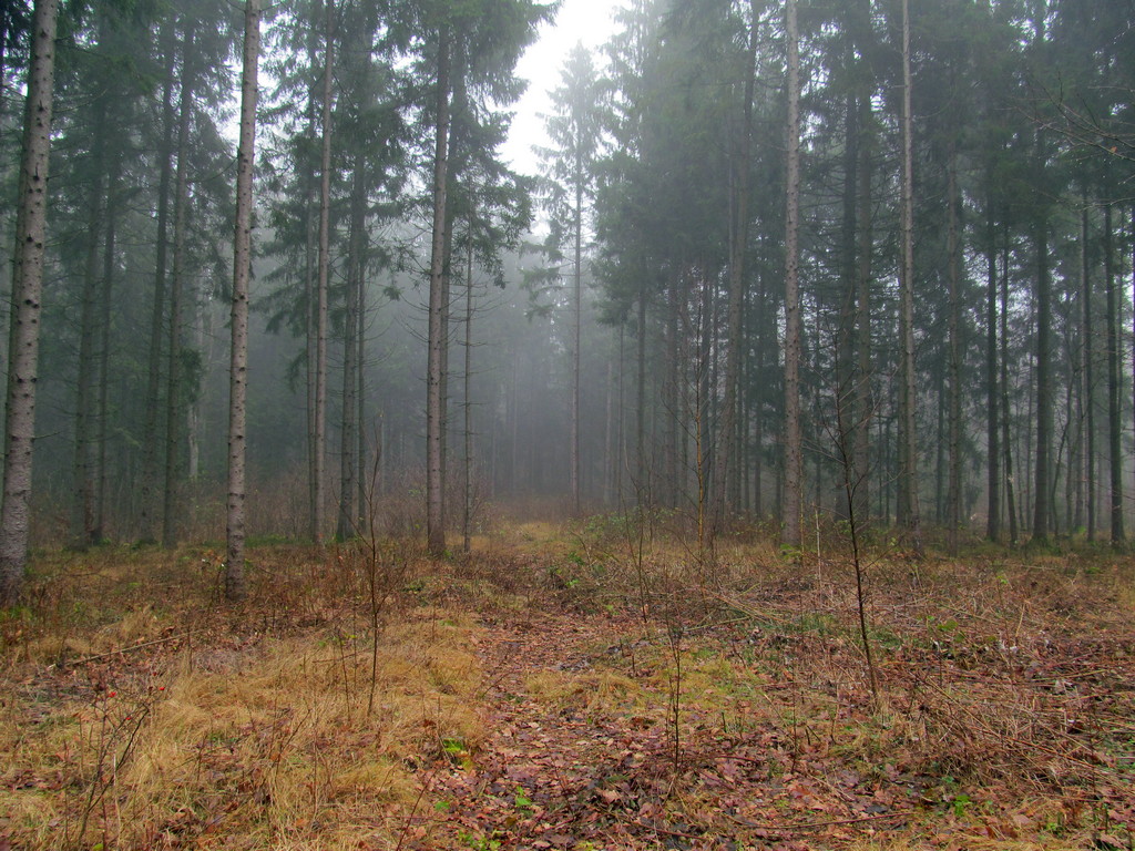 Дендропарк Новогрудского лесхоза, image of landscape/habitat.