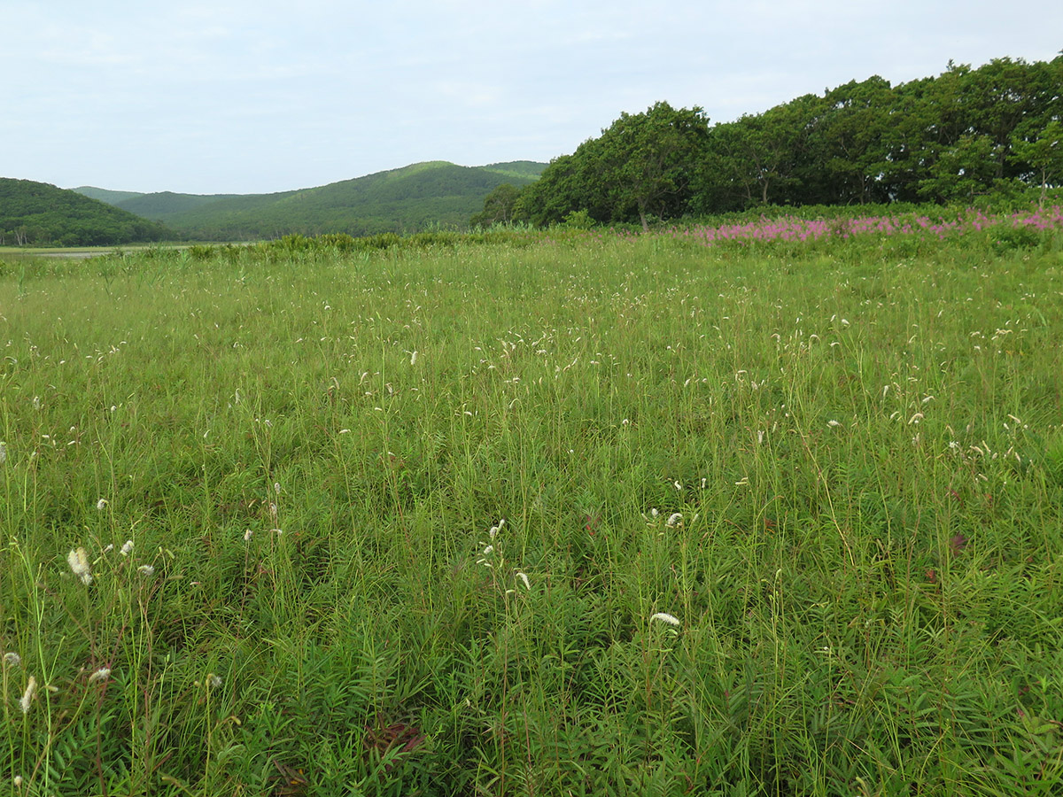 Окрестности бухты Зеркальной, image of landscape/habitat.