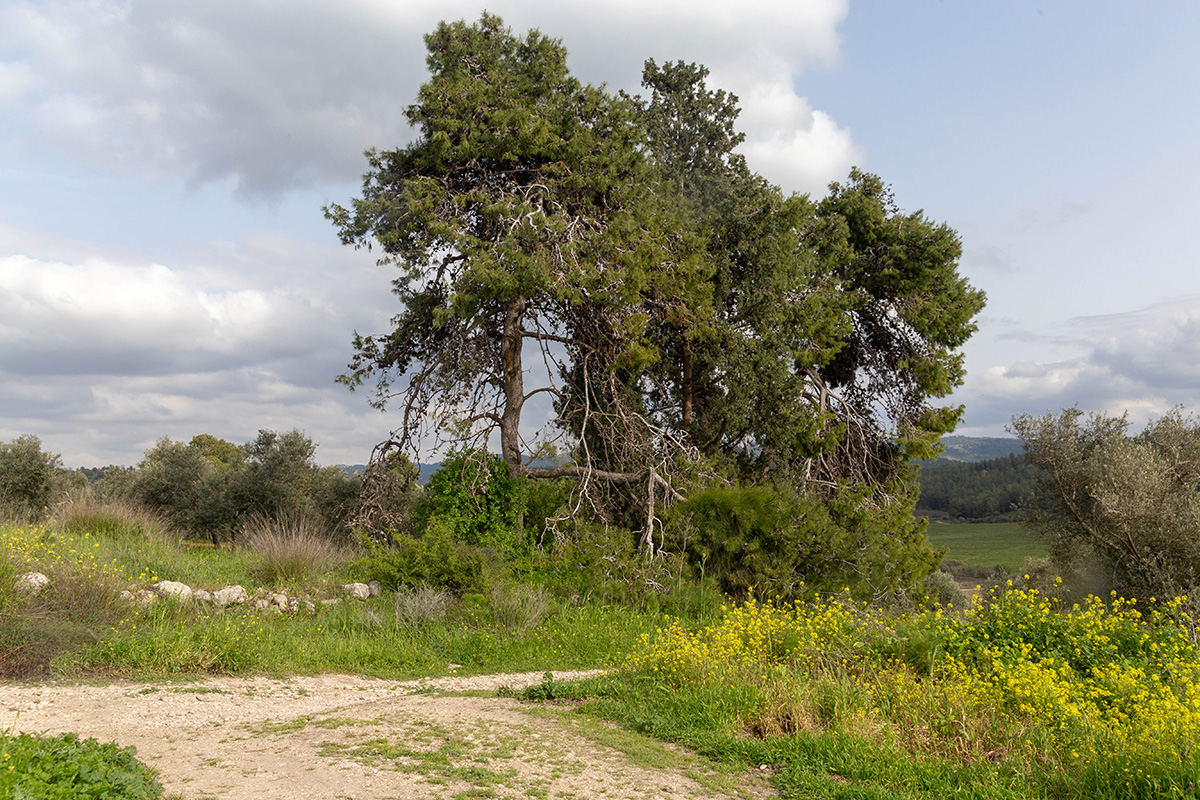 Окрестности Латруна, image of landscape/habitat.