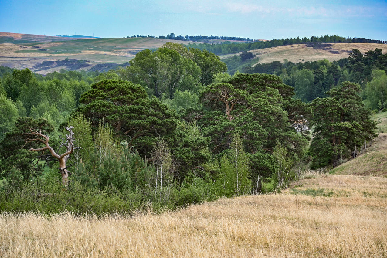 Высокий берег реки Абакан, image of landscape/habitat.