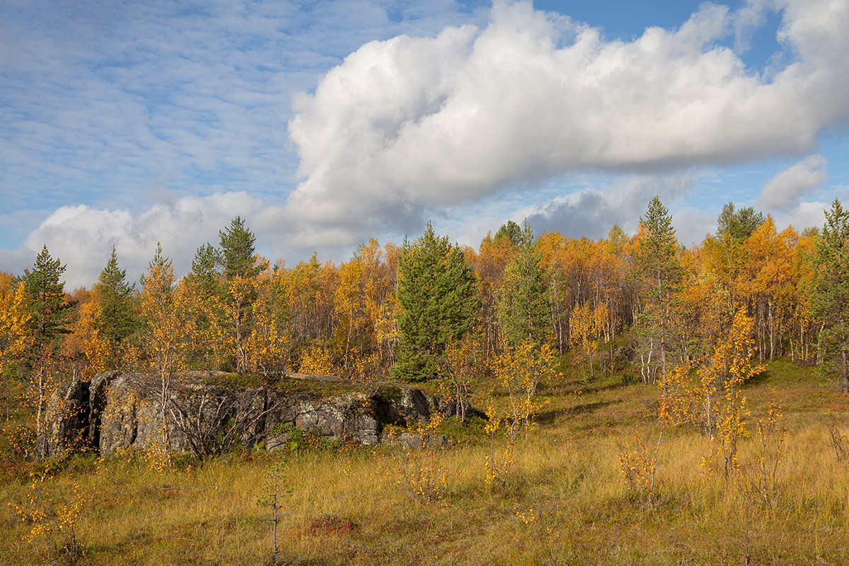 Беличий хвост, image of landscape/habitat.