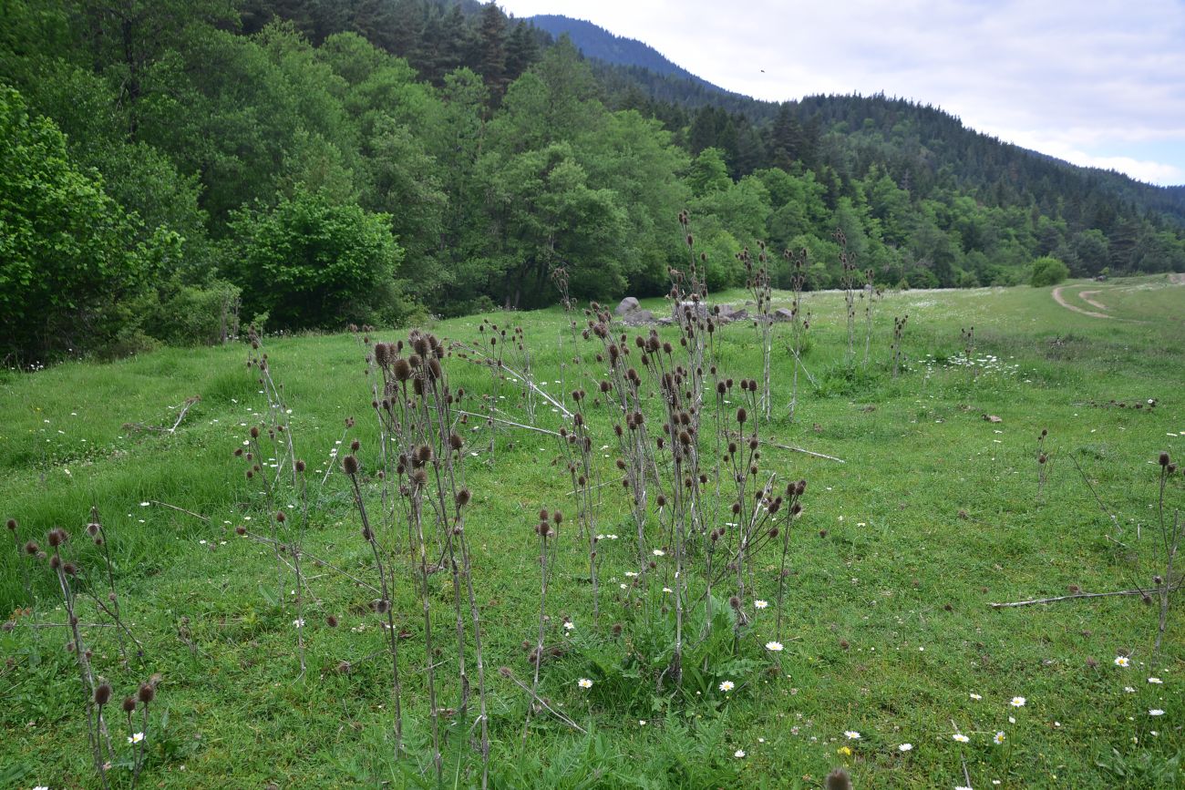 Цинубанская баня, image of landscape/habitat.