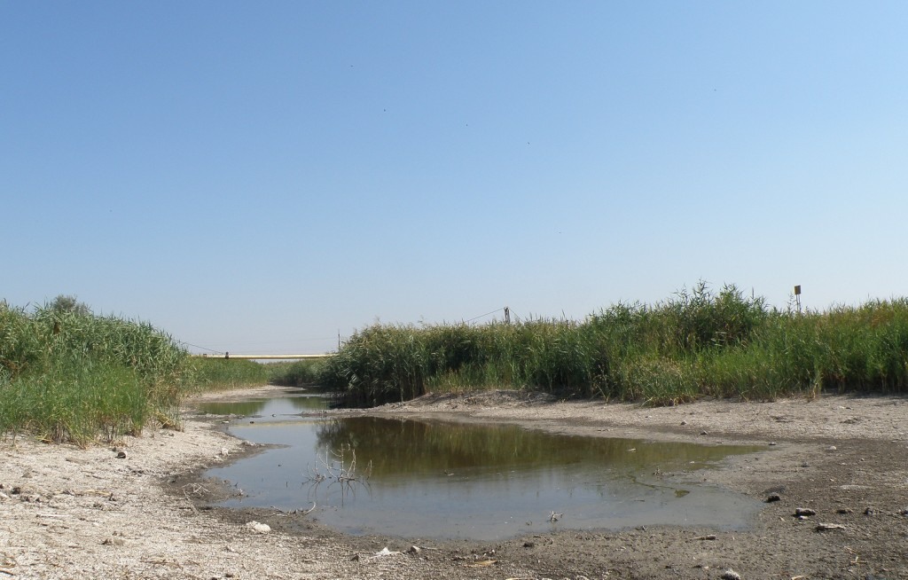 Ханское озеро, image of landscape/habitat.