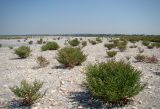 Витязевский лиман, image of landscape/habitat.