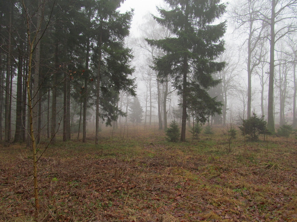 Дендропарк Новогрудского лесхоза, изображение ландшафта.