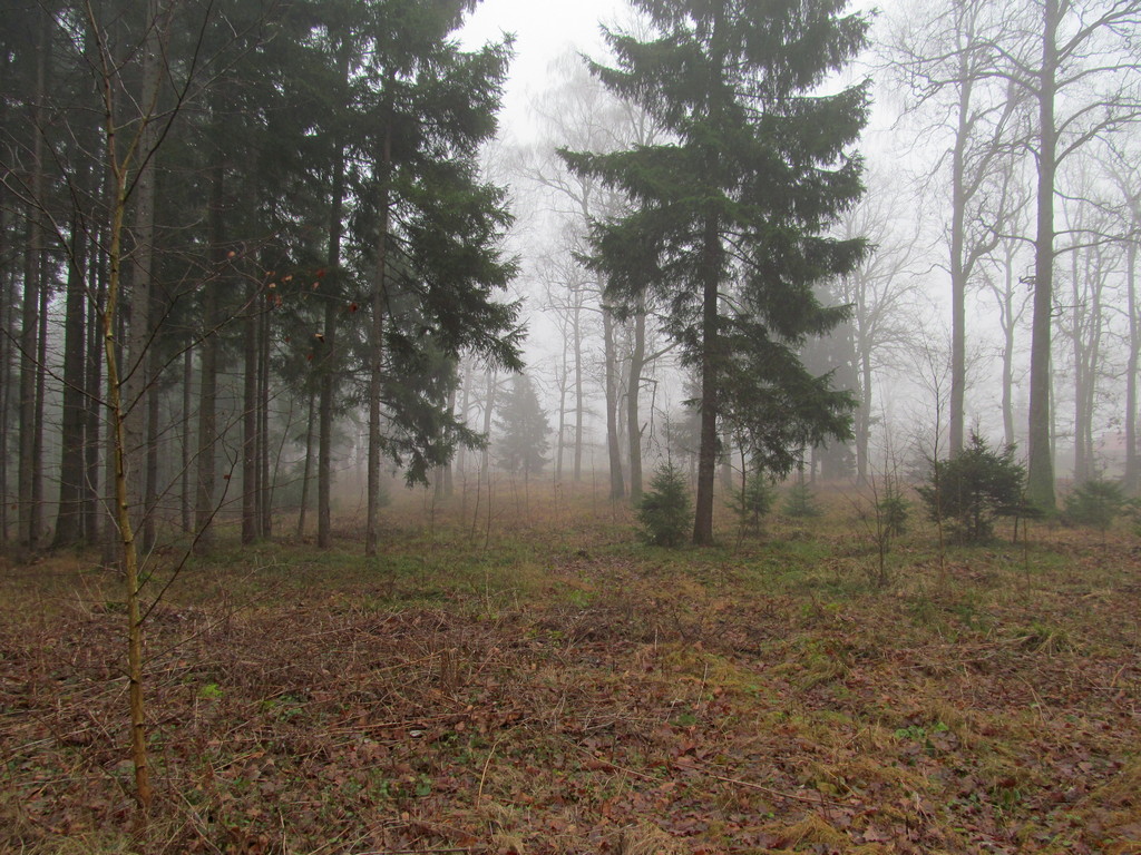 Дендропарк Новогрудского лесхоза, image of landscape/habitat.