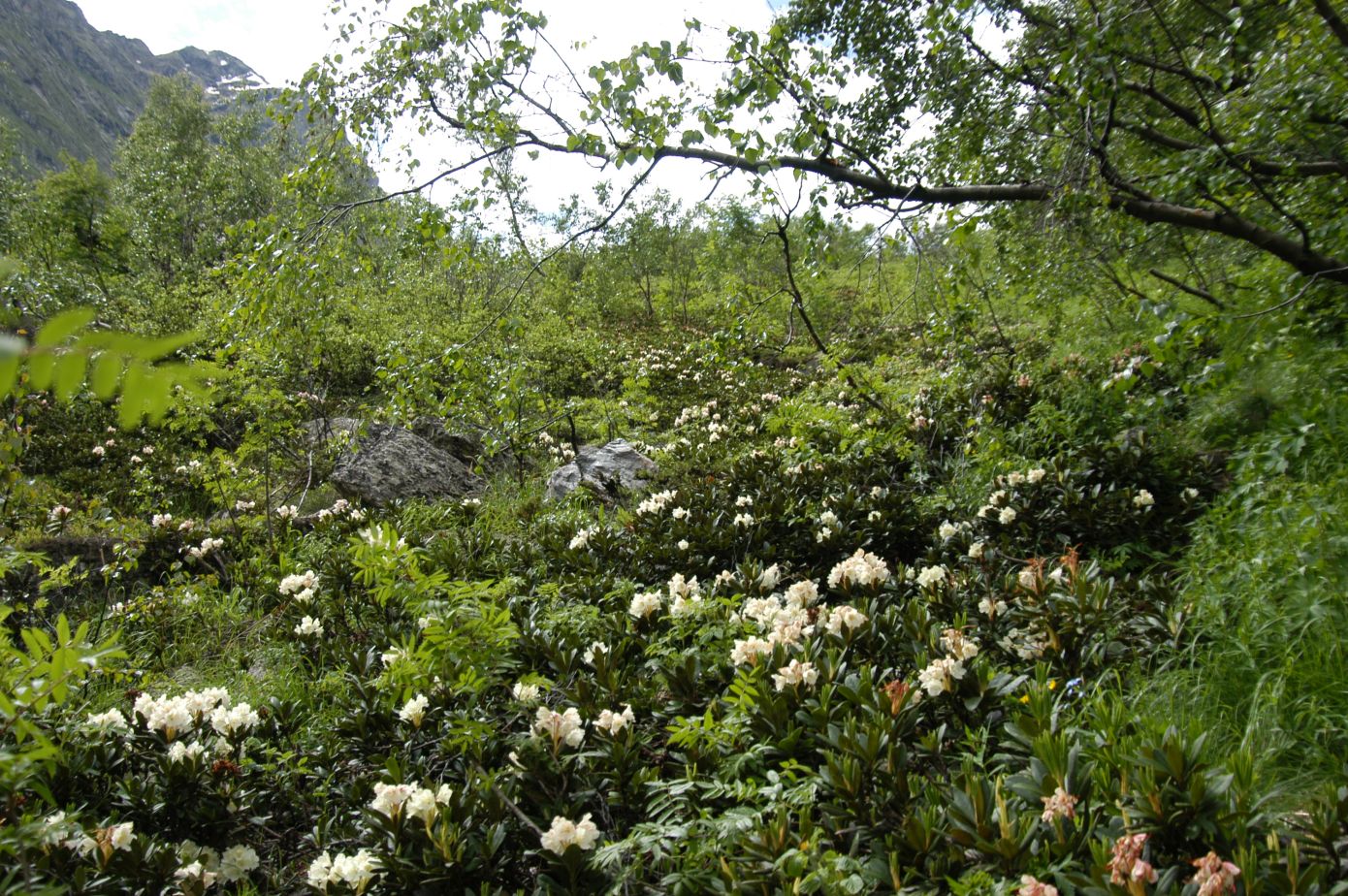 Ручей Когутайка, изображение ландшафта.
