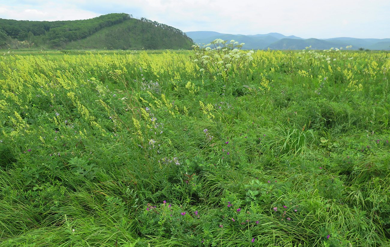 Окрестности бухты Зеркальной, image of landscape/habitat.
