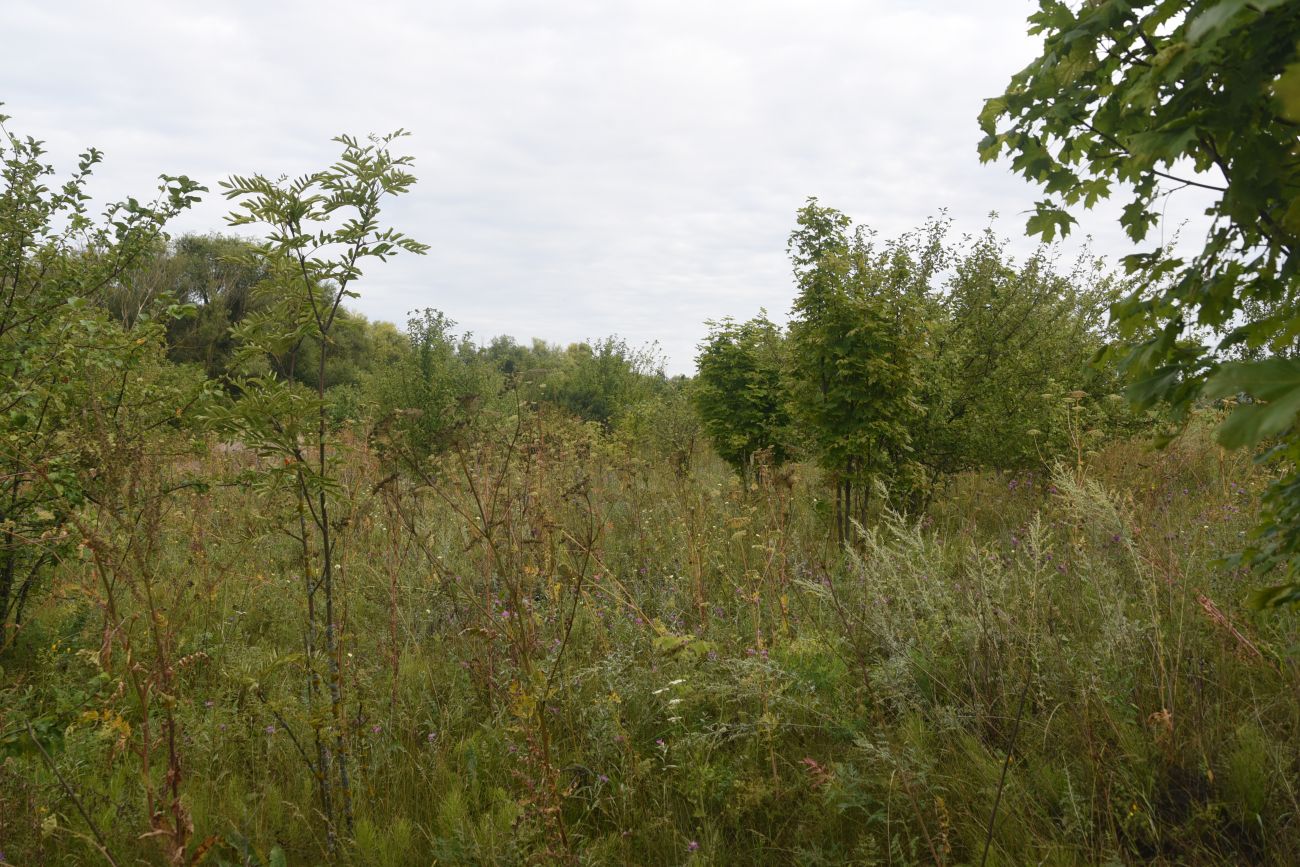 Окрестности села Долгое, image of landscape/habitat.