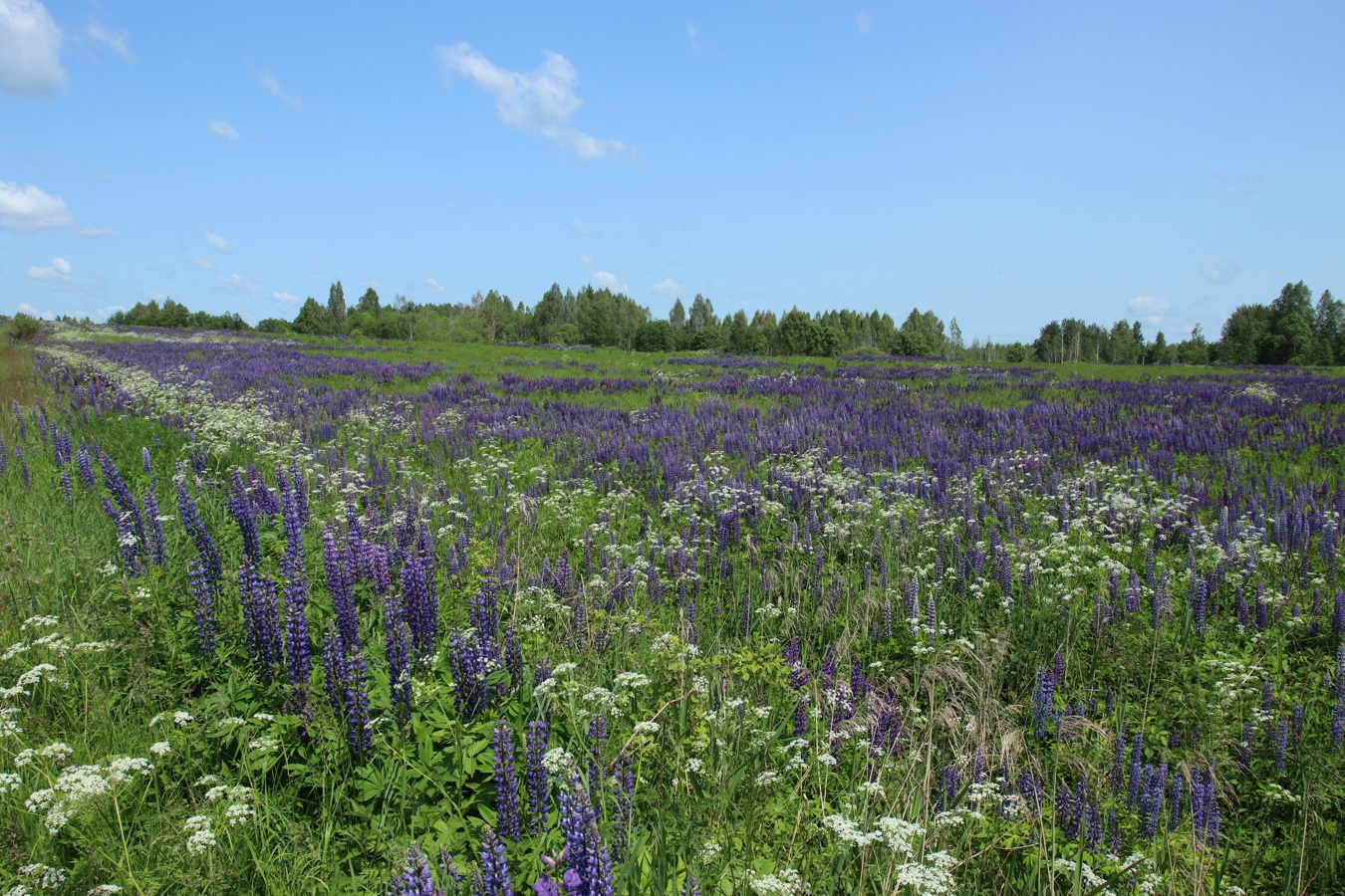 Окрестности Косенково, image of landscape/habitat.