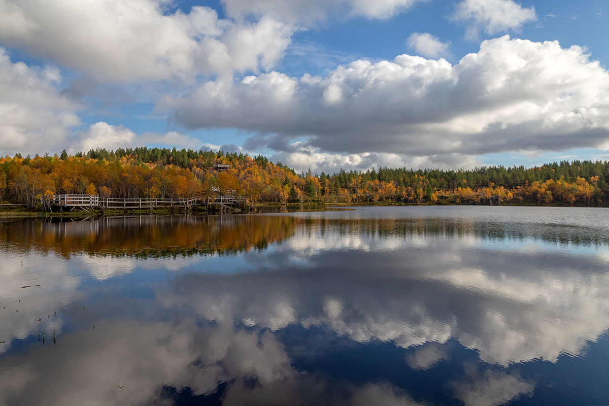 Беличий хвост, image of landscape/habitat.