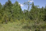 Окрестности Глядино, image of landscape/habitat.