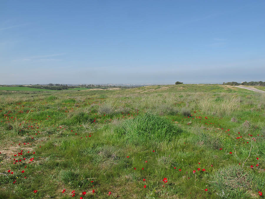 Негев, image of landscape/habitat.