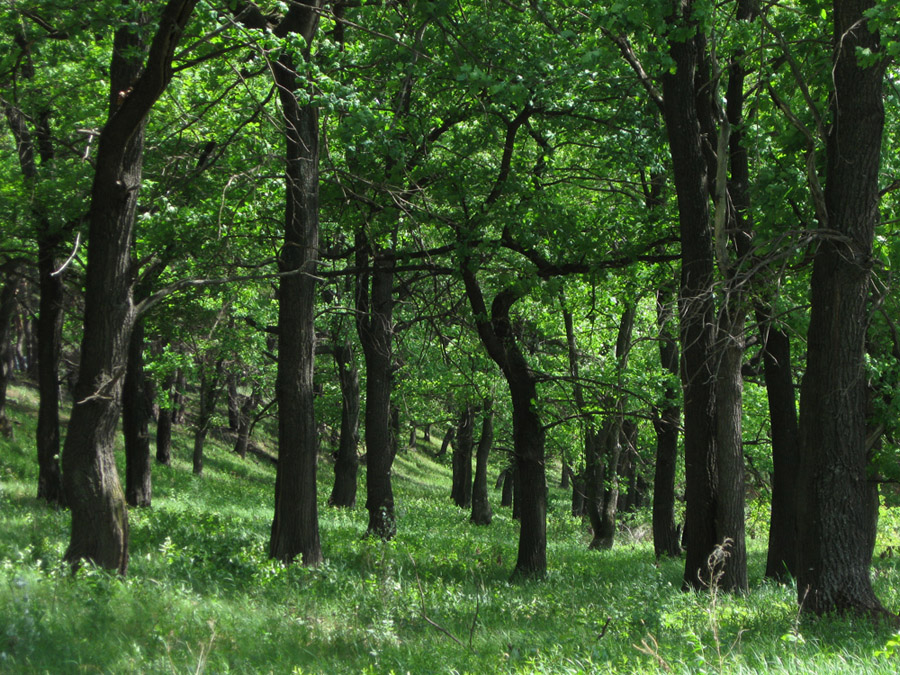 Большой бор, image of landscape/habitat.