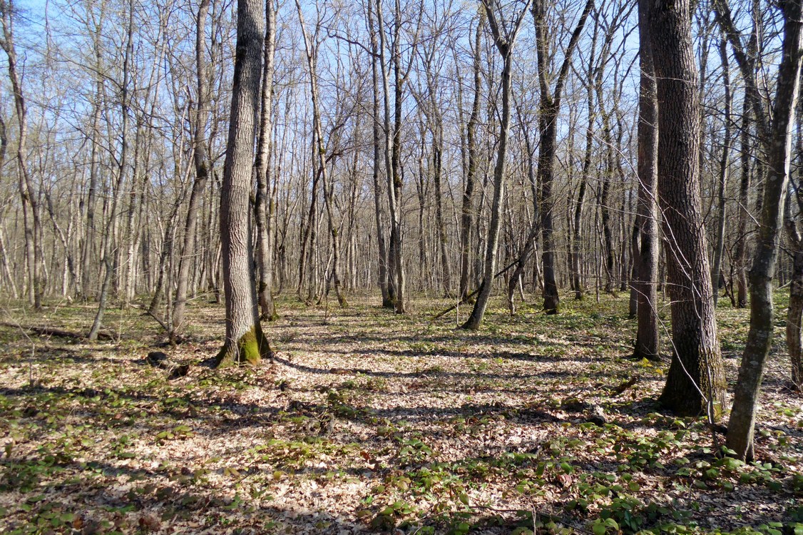 Майкоп и окрестности, image of landscape/habitat.