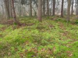 Дендропарк Новогрудского лесхоза, image of landscape/habitat.