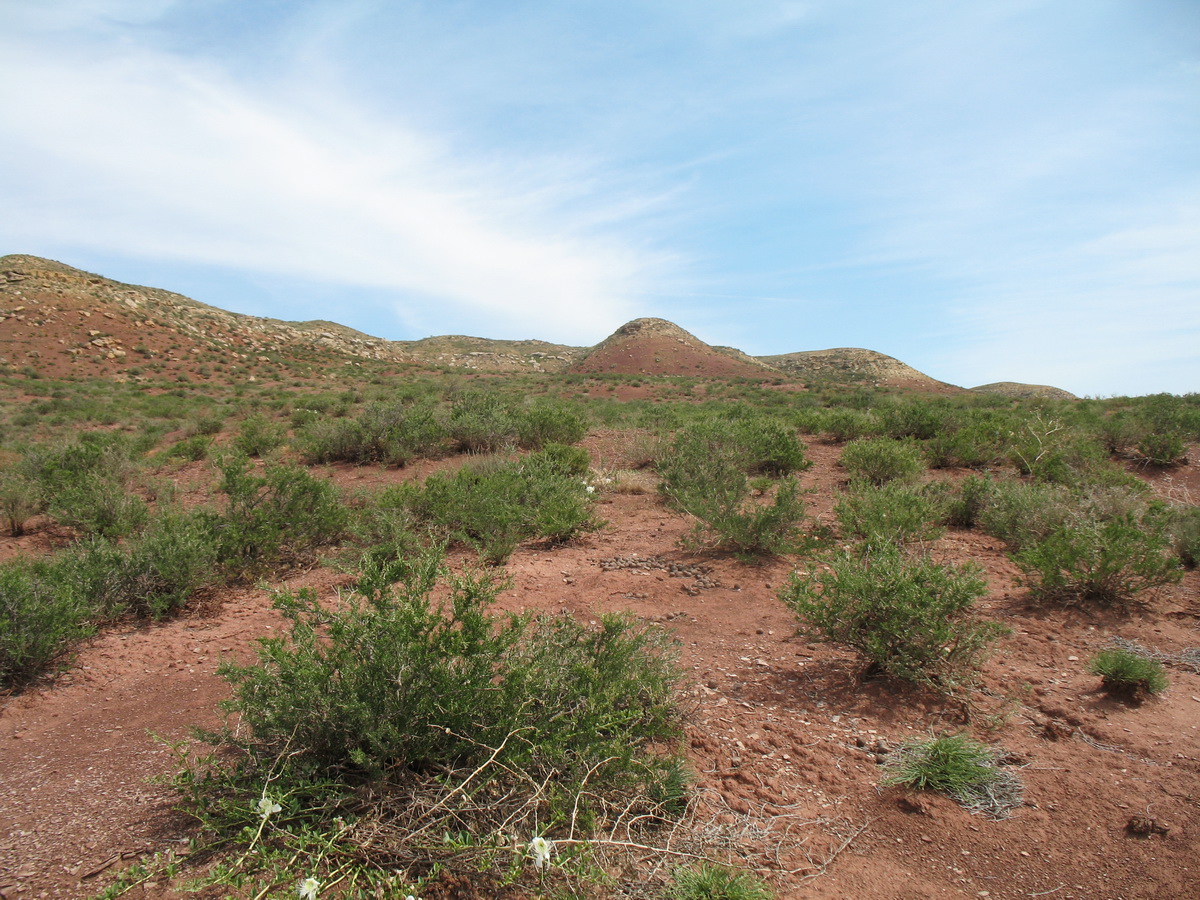 Ащиколь, image of landscape/habitat.