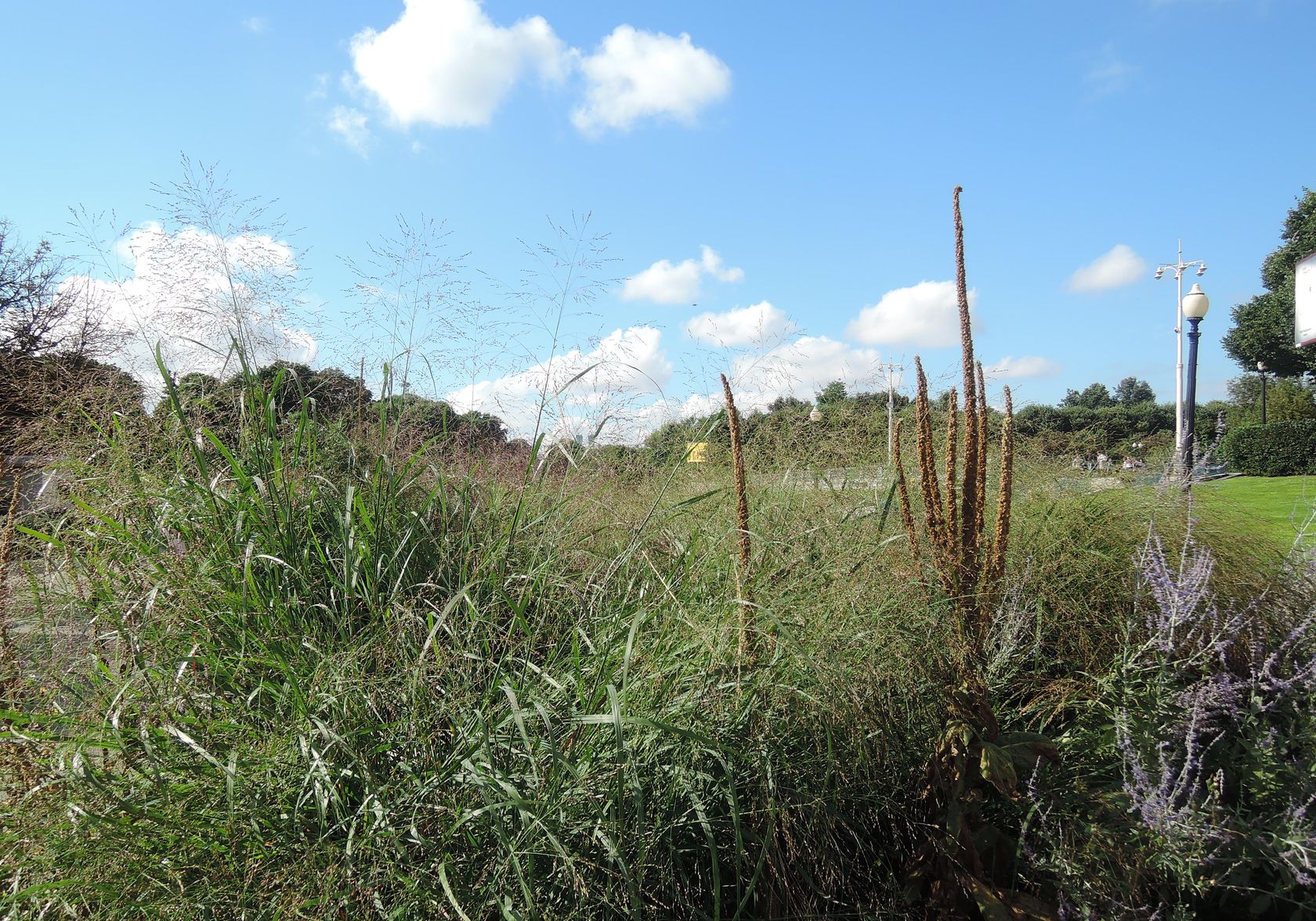 Парк Горького, image of landscape/habitat.