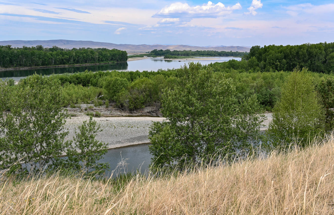 Высокий берег реки Абакан, image of landscape/habitat.