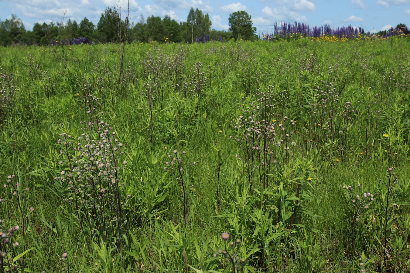 Окрестности Косенково, image of landscape/habitat.