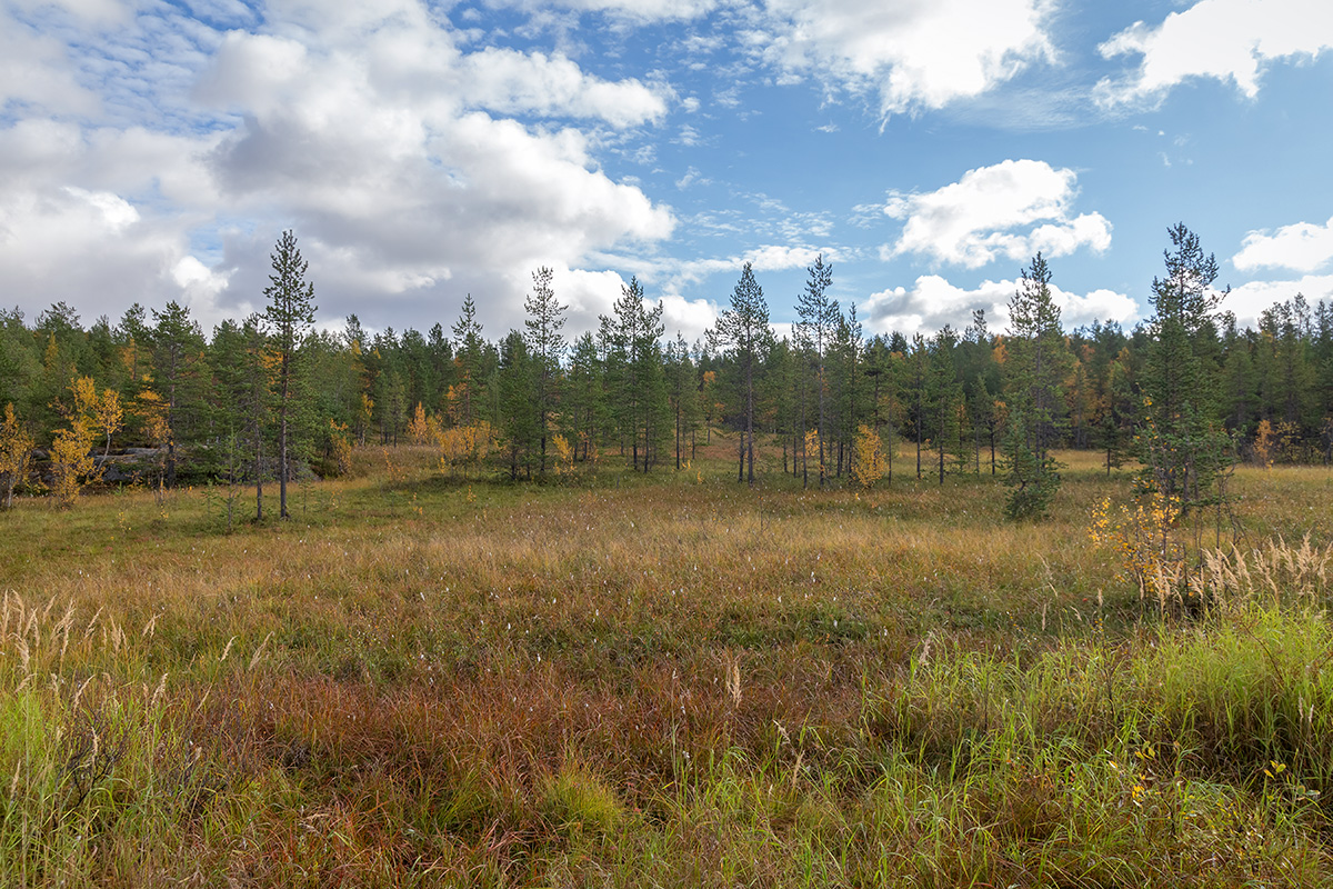 Беличий хвост, image of landscape/habitat.