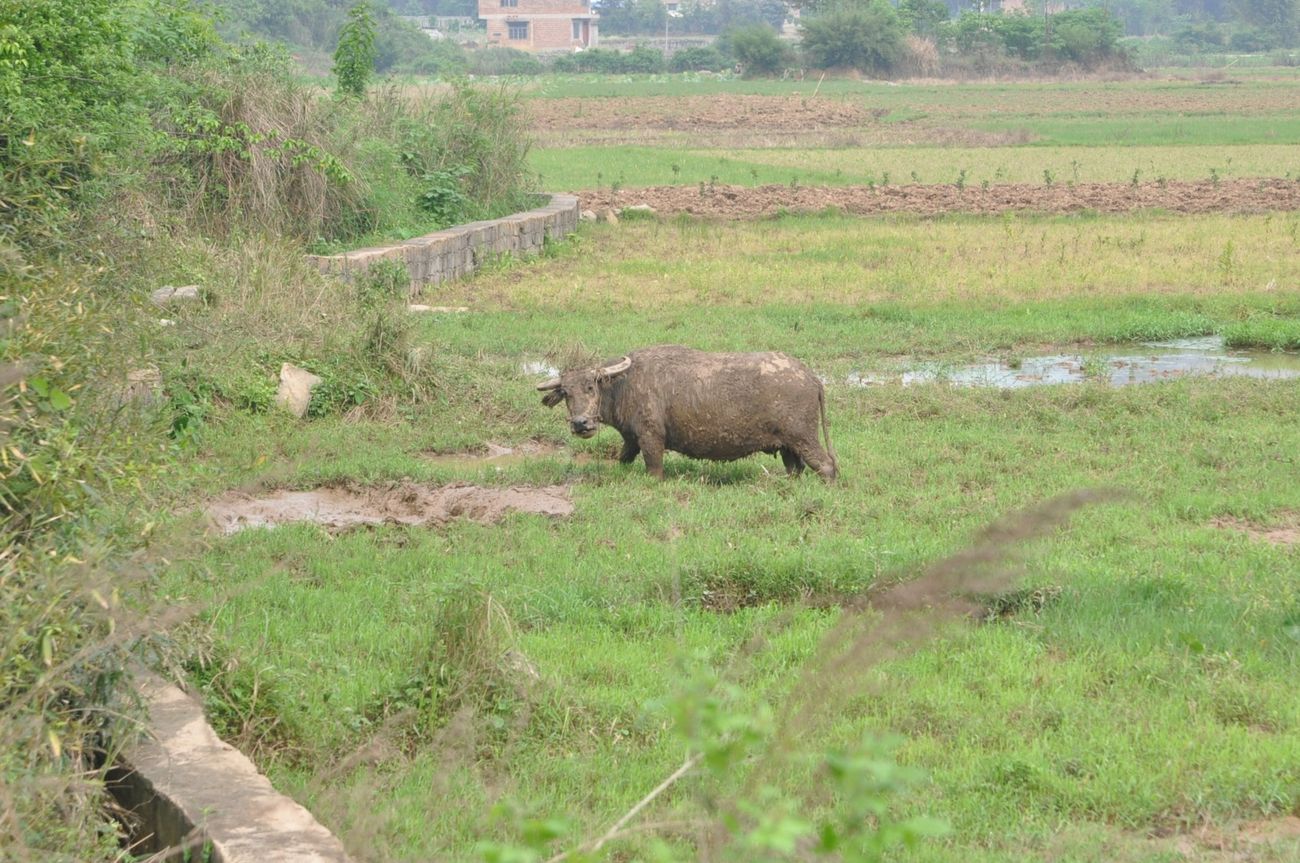Деревня Лиогонг, image of landscape/habitat.