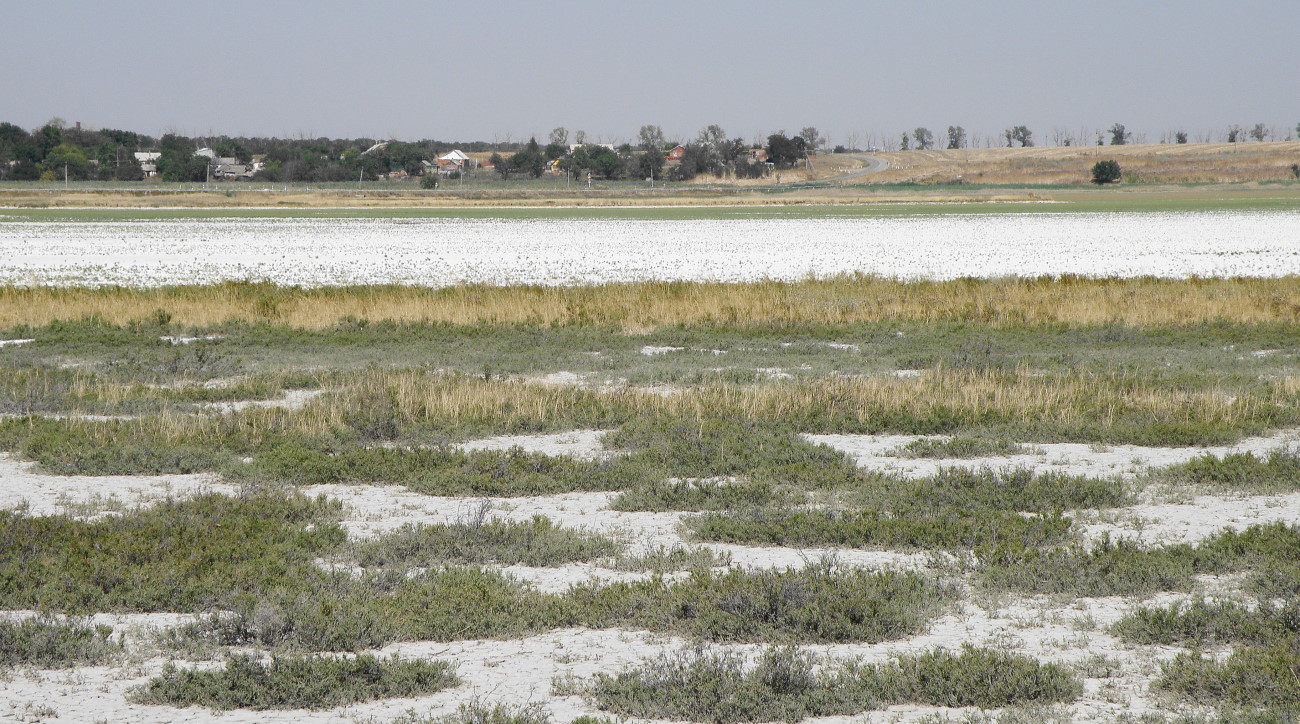 Ханское озеро, image of landscape/habitat.