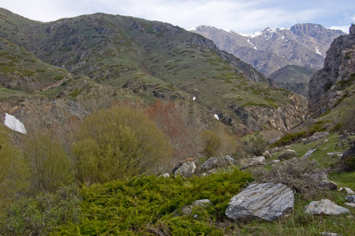 Окрестности села Коксу, image of landscape/habitat.