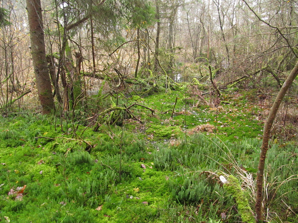 Дендропарк Новогрудского лесхоза, image of landscape/habitat.