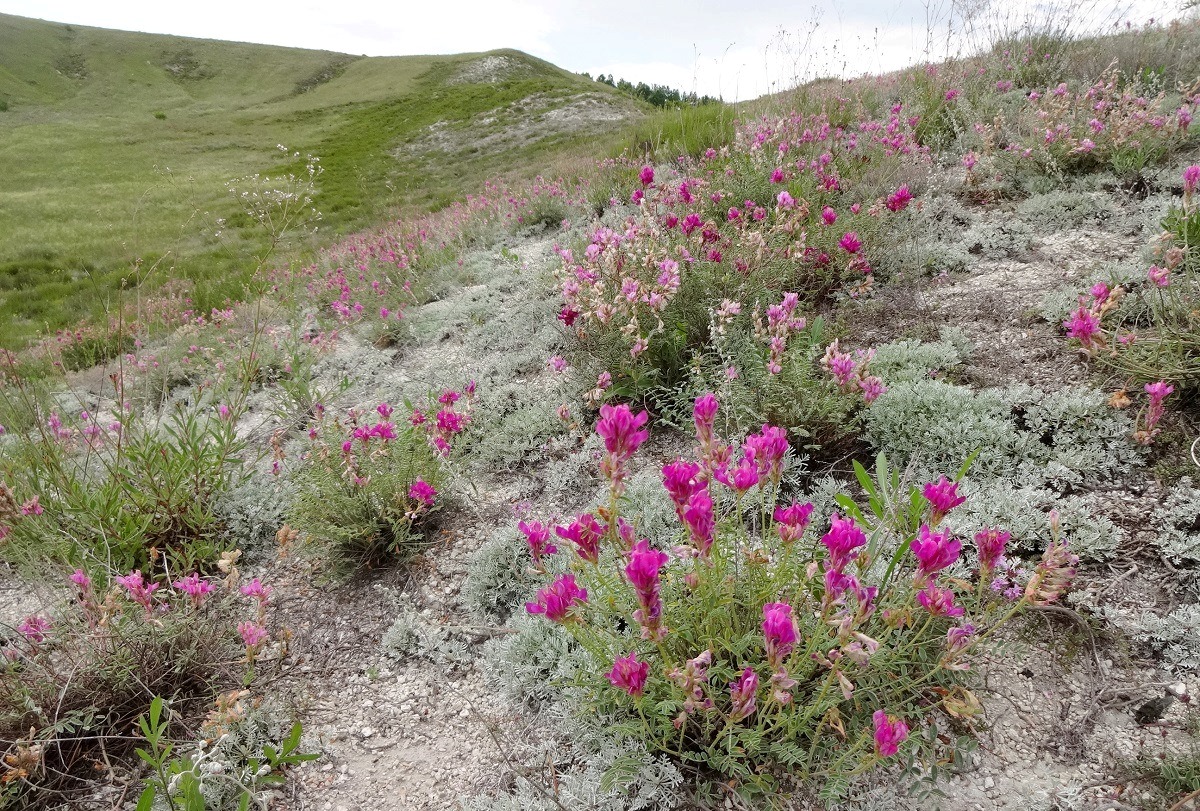 Нагольное, image of landscape/habitat.