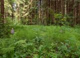 Дубна, image of landscape/habitat.
