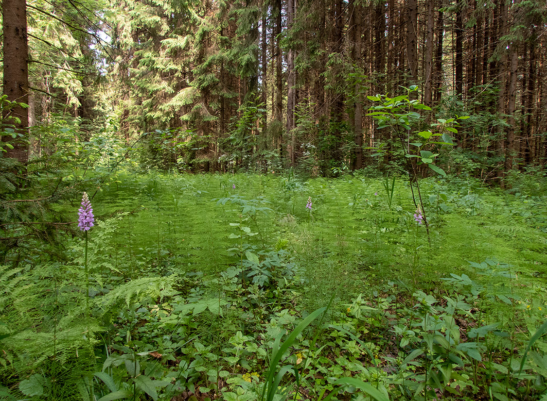 Дубна, image of landscape/habitat.