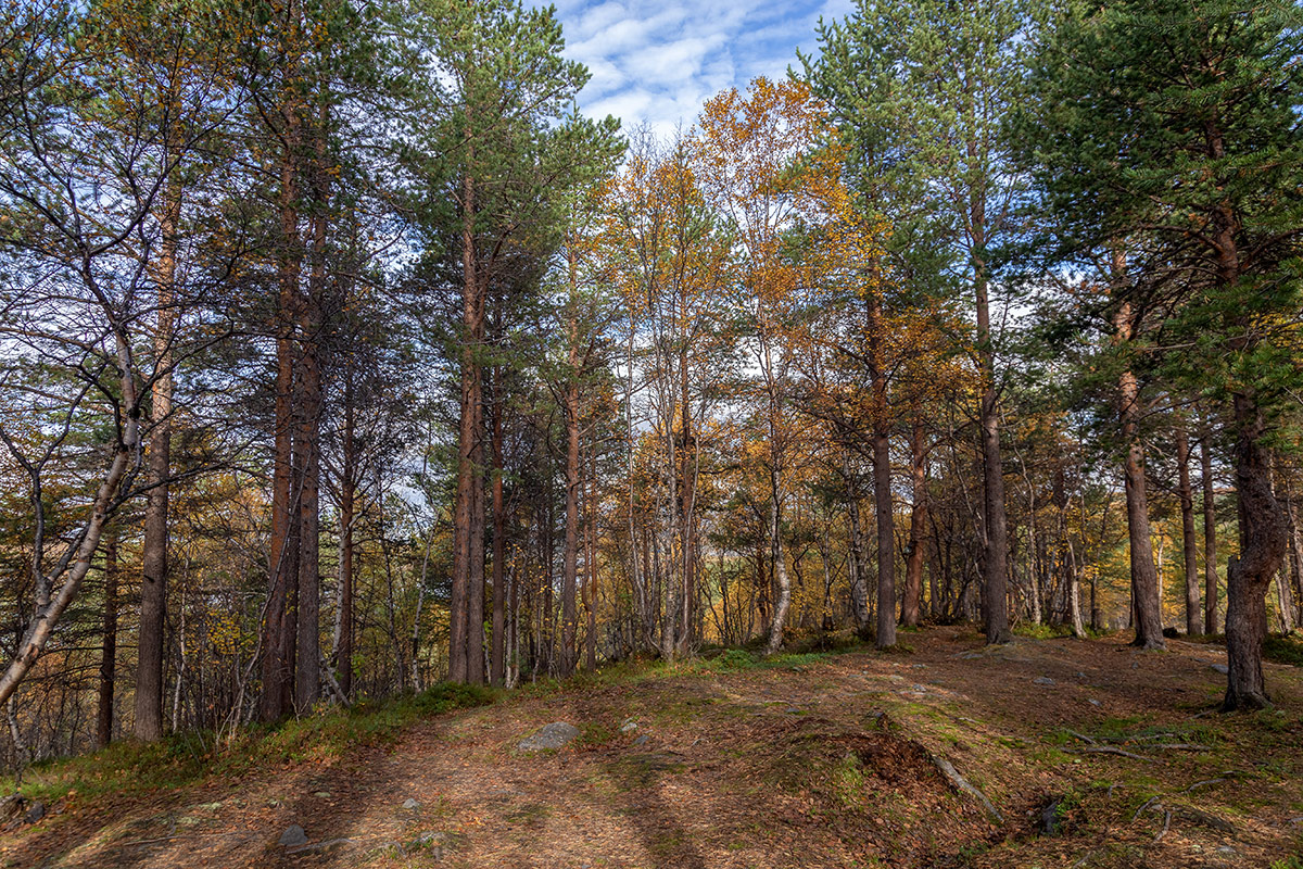 Беличий хвост, image of landscape/habitat.