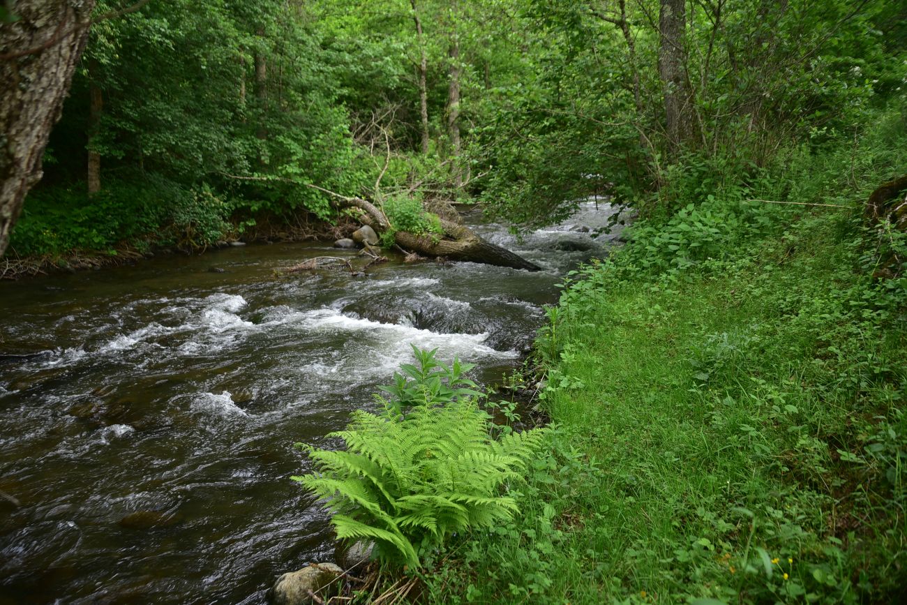 Цинубанская баня, image of landscape/habitat.