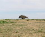 Негев, image of landscape/habitat.