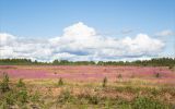 Оленица, image of landscape/habitat.