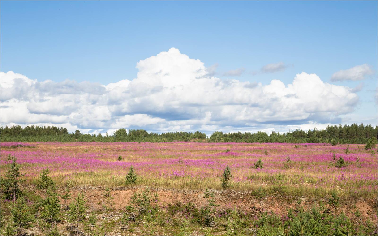 Оленица, image of landscape/habitat.