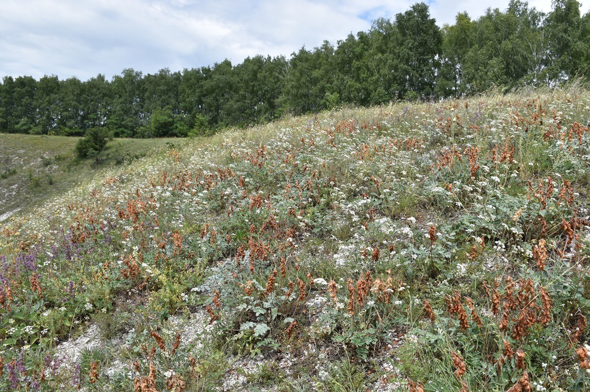 Стенки Изгорья, image of landscape/habitat.