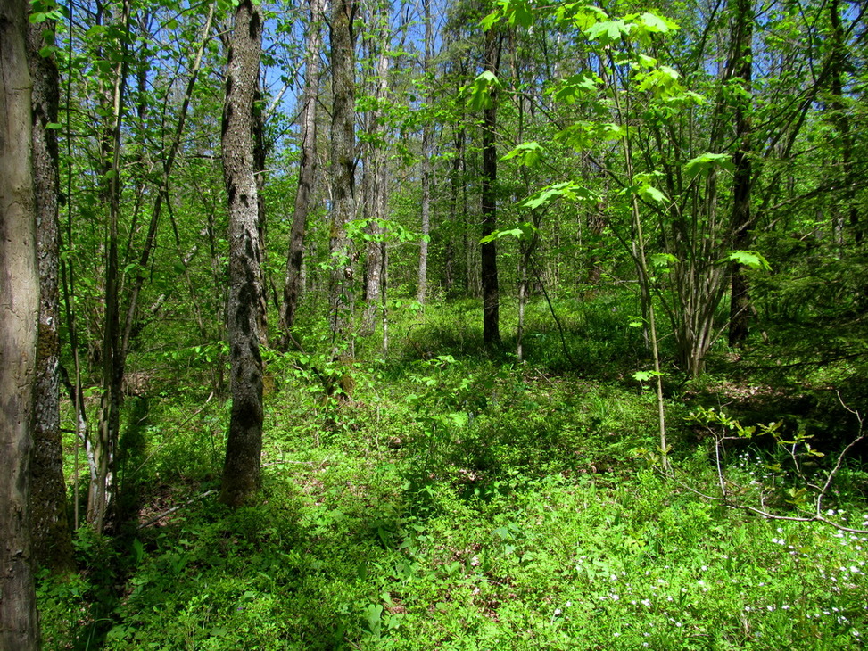 Рутковский пригорок, image of landscape/habitat.