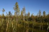 Большое Игнатовское болото, изображение ландшафта.