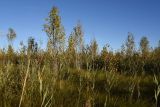 Image of landscape