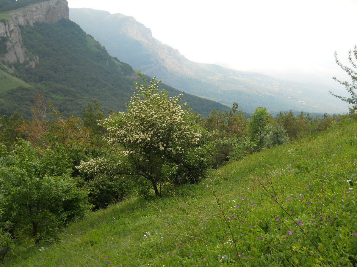 Северная Демерджи, image of landscape/habitat.