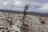 Карьер на горе Лысая, image of landscape/habitat.