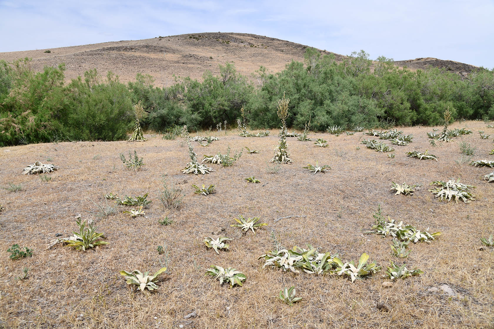 Ак-Чеку, изображение ландшафта.