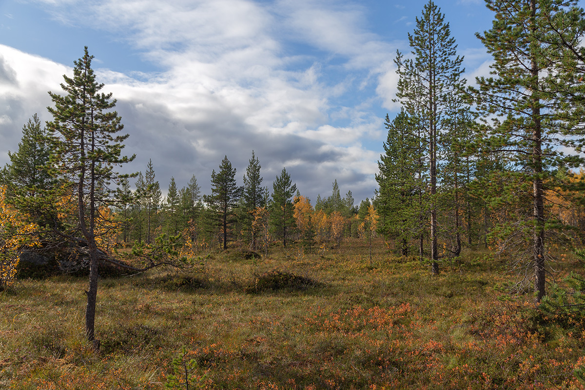 Беличий хвост, image of landscape/habitat.
