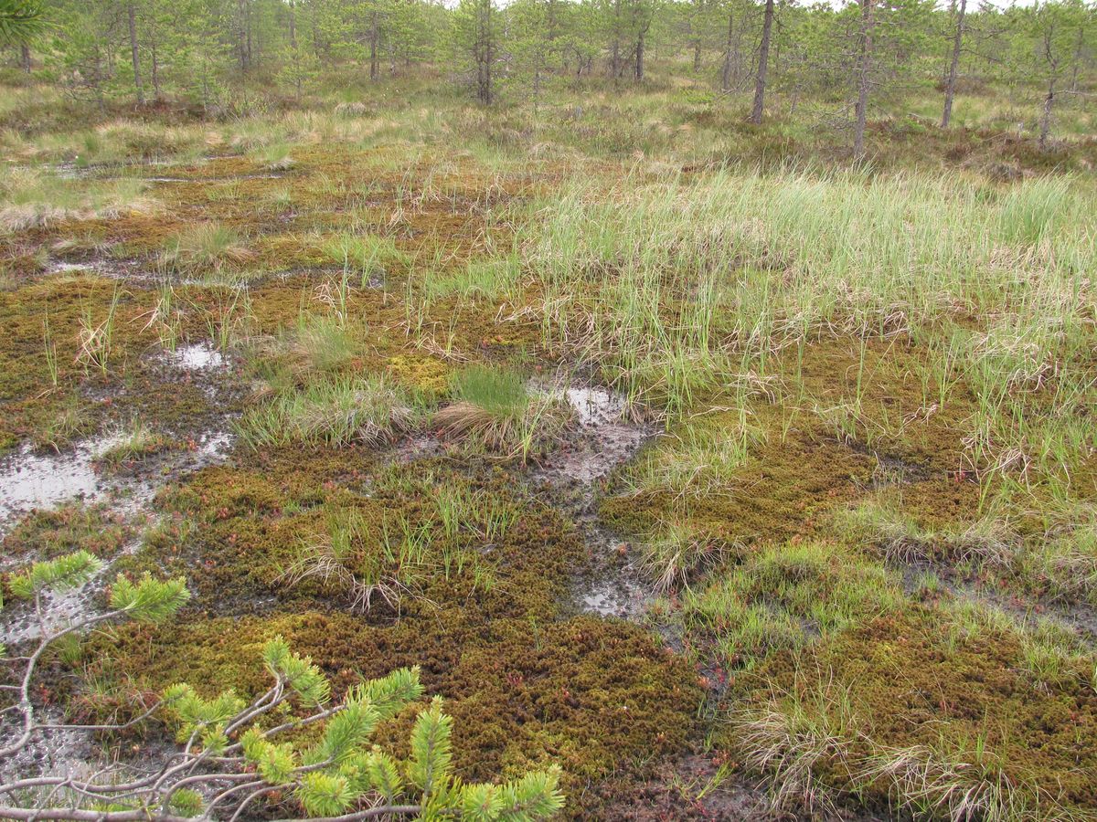 Северные окрестности Архангельска, image of landscape/habitat.